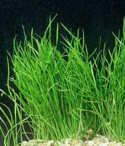 Llilaeopsis  -  New Sealand Grass